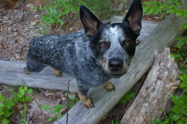Are Australian Cattle Dogs Aggressive? (Do They Bite?) 2 Are Australian Cattle Dogs aggressive? Close Up Photo of an Australian Cattle dog