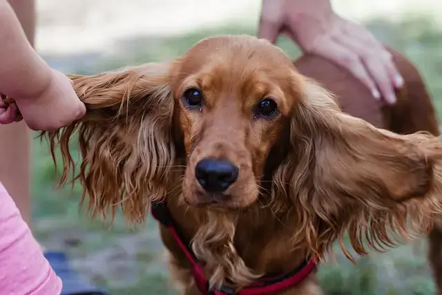 are cocker spaniels aggressive