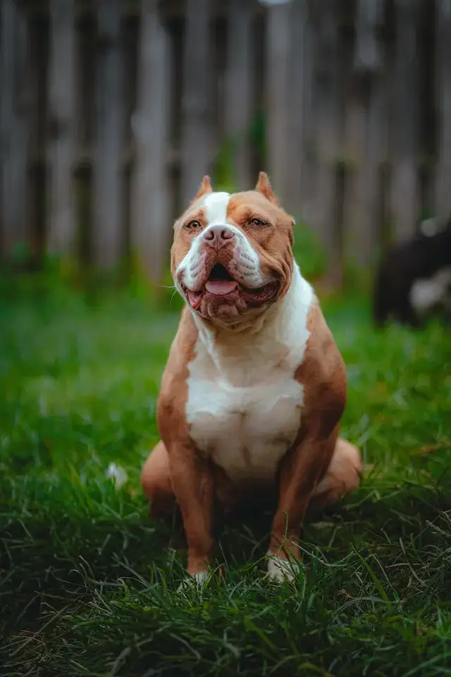 Are American Bullies Aggressive? (Do They Bite?) 4 Are American Bullies Aggressive? Brown American Bully Sitting on a Grass Field