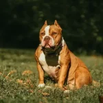 Are American Bullies Aggressive? (Do They Bite Humans?)