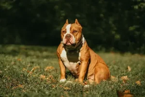 Are American Bullies Aggressive? (Do They Bite?)