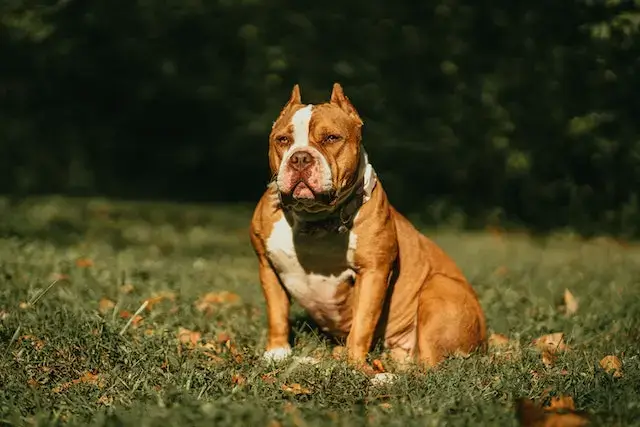 Are American Bullies Aggressive? (Do They Bite?) 1 Are American Bullies Aggressive? Close-Up Shot of an American Bully Dog Sitting on Green Grass.