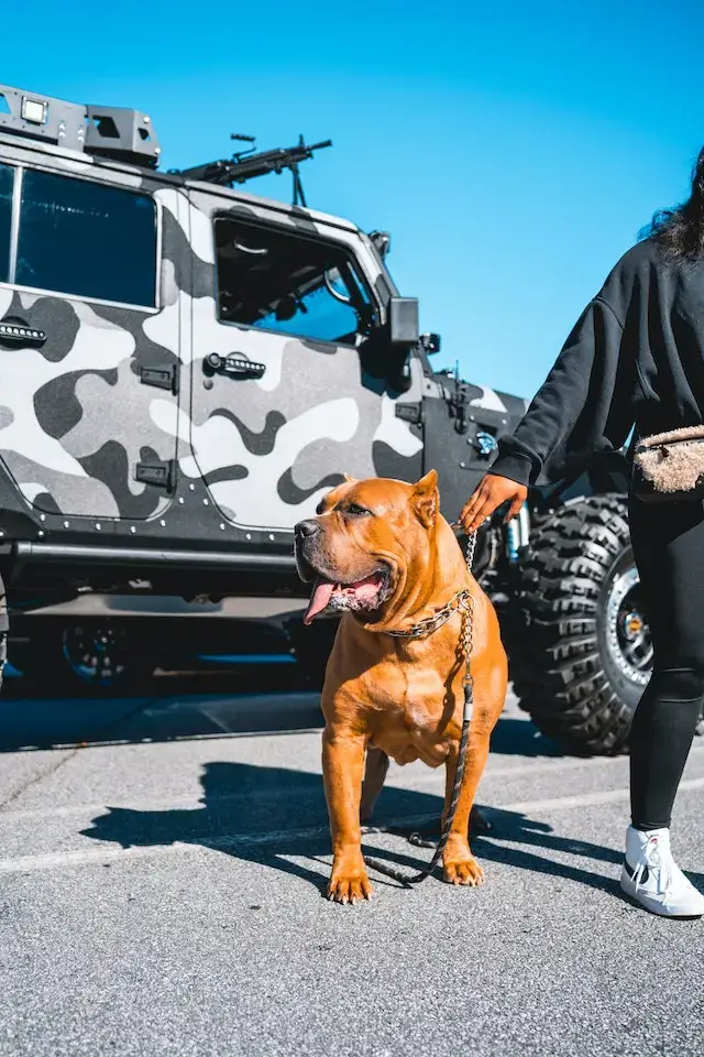 Are American Bullies Aggressive? (Do They Bite?) 2 Are American Bullies Aggressive? Person Holding a Dog Chain Collar of an American Bully
