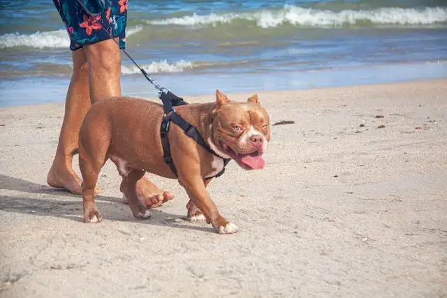 Are American Bullies Aggressive? (Do They Bite?) 3 Are American Bullies Aggressive? An American Bully Walking on the Shore of the Beach