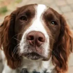 Are Cocker Spaniels Aggressive? Can they attack humans?