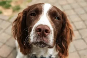 Are Cocker Spaniels Aggressive? (Rage Syndrome in Spaniels!)