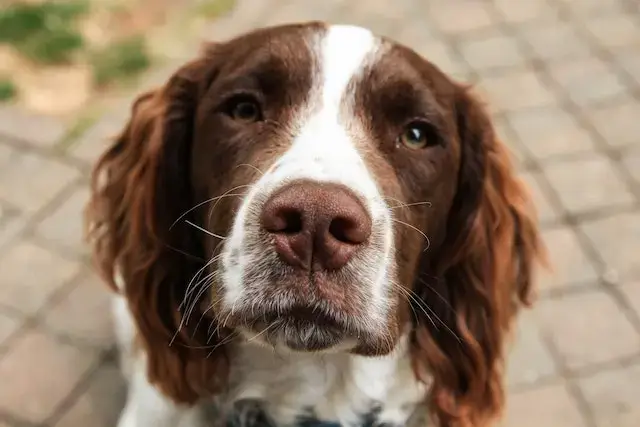 Are Cocker Spaniels Aggressive