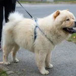 Are Chow Chows Aggressive? (Why Are They Aggressive?)