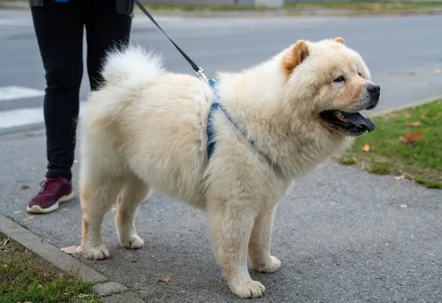 Are Chow Chows Aggressive