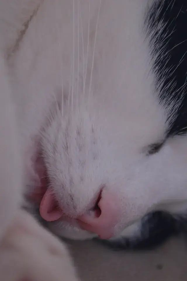 Why Do Cats Sleep With Their Tongue Out? 11 Key Reasons! 3 Close up shot of a cat sleeping with its tongue out.