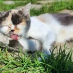 Why Do Cats Sleep With Their Tongue Out? 11 Key Reasons!