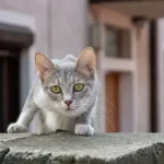How Fast Are Cats Reflexes? Check Out These Videos!