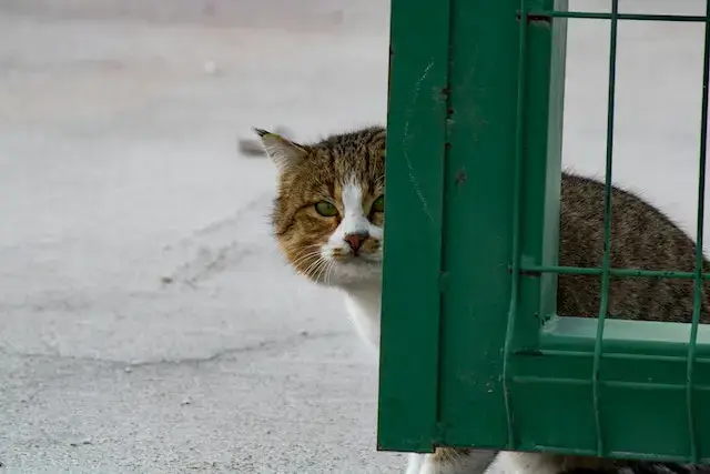 Can Cats Kill Each Other? Why They Fight & What To Do? 2 A cat sitting behind the fence.