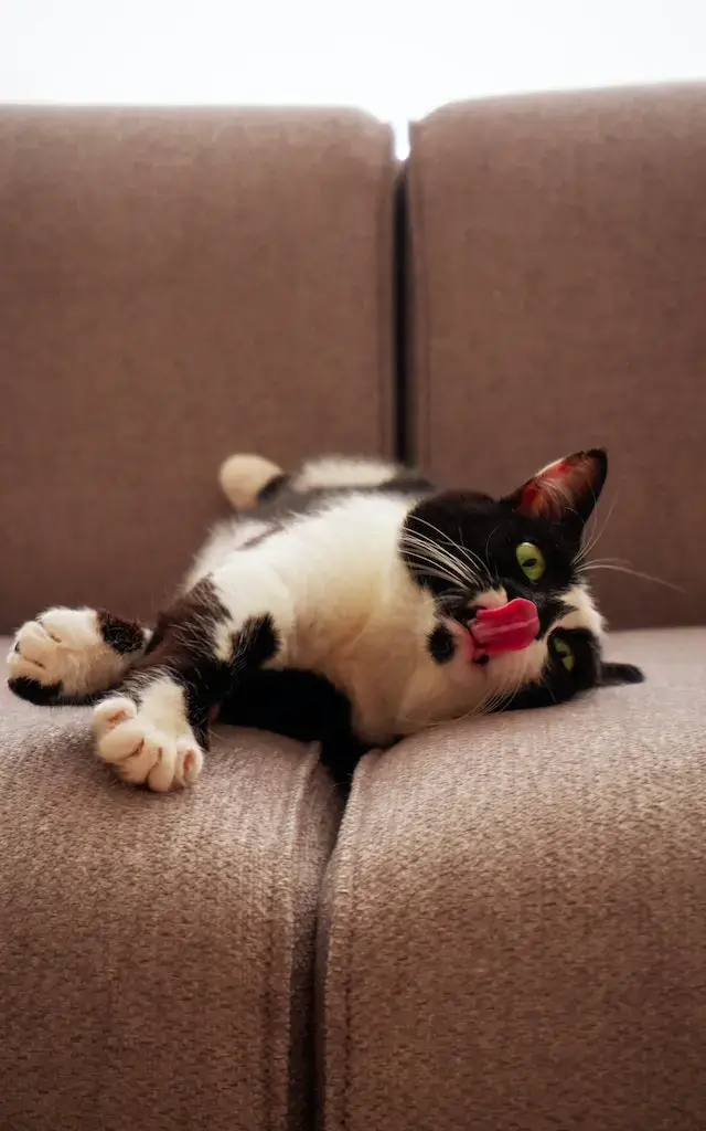 Why Do Cats Sleep With Their Tongue Out? 11 Key Reasons! 2 Cute Cat Lying Down on the Sofa