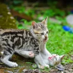 Can Cats Kill Each Other? Why They Fight & What To Do?