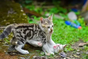 Can Cats Kill Each Other? Why They Fight & What To Do?