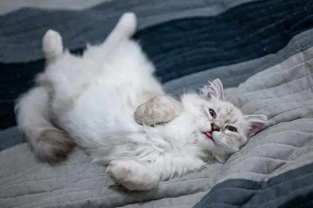 Why Do Cats Sleep With Their Tongue Out? 11 Key Reasons! 4 A white cat peacefully resting on the bed.