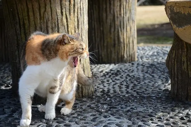 Can Cats Kill Each Other? Why They Fight & What To Do? 4 The tabby cat is growling
