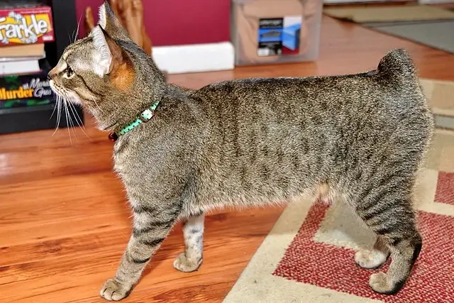 Why Do Cats Tails Fall Off? Is It Normal? (EXPLAINED) 1 Why do cats tails fall off? A cat with no tail.