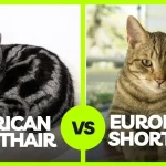 American Shorthair vs European Shorthair: 5 Key Differences!