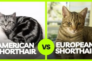 American Shorthair vs European Shorthair: 5 Key Differences!