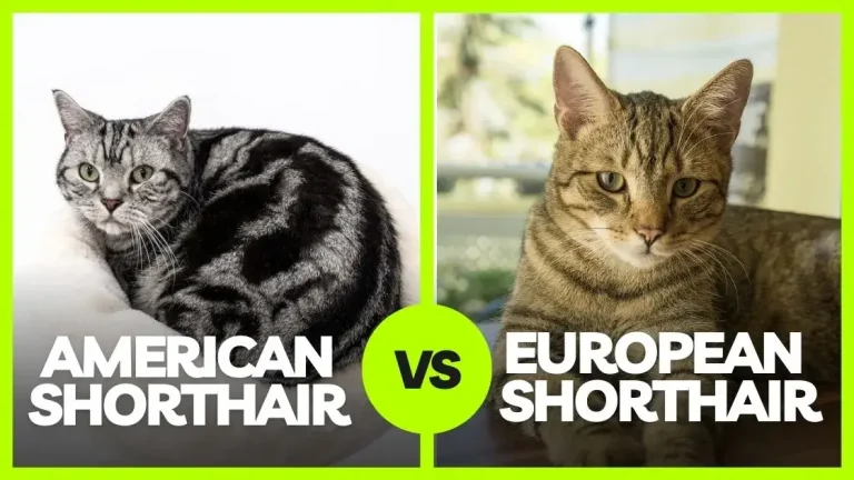 American Shorthair vs European Shorthair