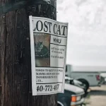 When to stop looking for a lost cat? Do lost cats come back?
