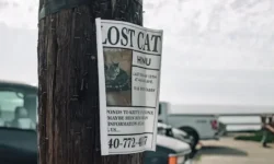 Do Lost Cats Come Back? When to Stop Looking for a Lost Cat?