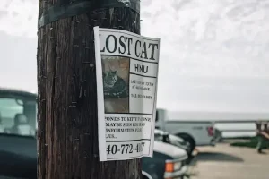Do Lost Cats Come Back? When to Stop Looking for a Lost Cat?