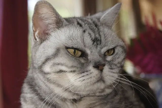 American Shorthair vs European Shorthair: 5 Key Differences! 2 Angry American shorthair close up shot