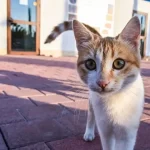 Are Stray Cats Friendly? 10 Signs Of Friendly Stray Cats!