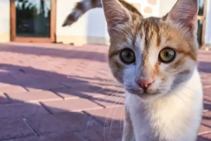 Are Stray Cats Friendly? 10 Signs Of Friendly Stray Cats!