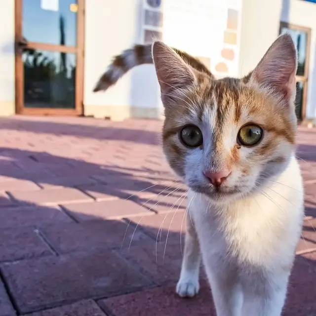 Are Stray Cats Friendly 10 Signs Of Friendly Stray Cats Petbouncy