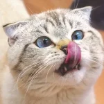Why Do Cats Lick Their Nose? (10 Surprising Reasons!)