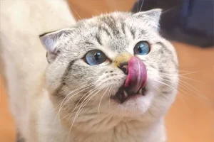 Why Do Cats Lick Their Nose? (10 Surprising Reasons!)