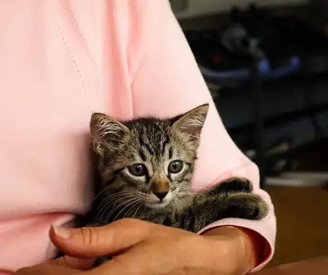 Are Stray Cats Friendly 10 Signs Of Friendly Stray Cats PetBouncy