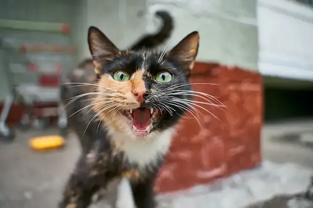 Are Stray Cats Friendly? 10 Signs Of Friendly Stray Cats! 4 A Brown and Black Angry Cat.