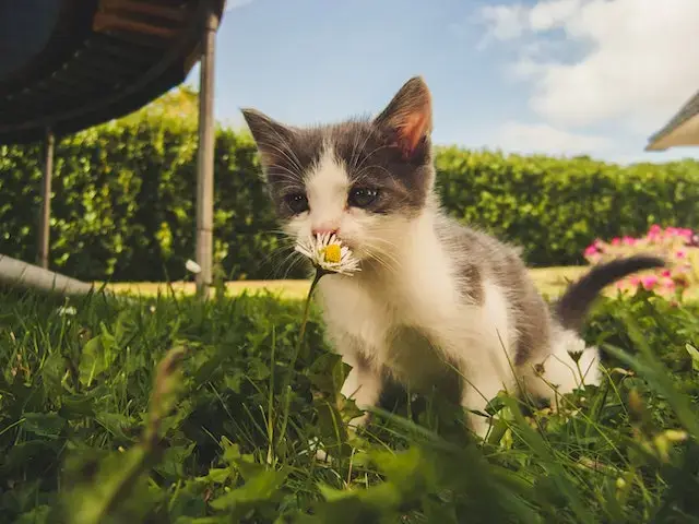 Why Do Cats Lick Their Nose? (10 Surprising Reasons!) 5 pexels alex bargain 1472999 1