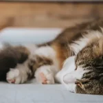 Why Do Cats Tails Fall Off? Is It Normal? (EXPLAINED)