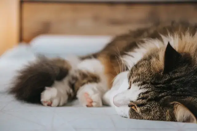 Why Do Cats Tails Fall Off? Is It Normal? (EXPLAINED) 2 Adorable fluffy cat napping on cozy bed in house.