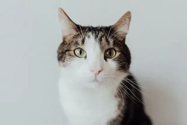 Do Lost Cats Come Back? When to Stop Looking for a Lost Cat? 5 Clos-up Photography of a Pet Cat