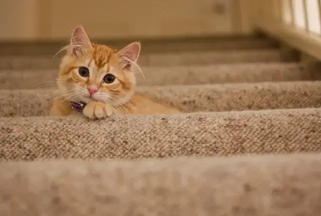 Do Lost Cats Come Back? When to Stop Looking for a Lost Cat? 6 Orange Tabby Cat on Grey Staircase