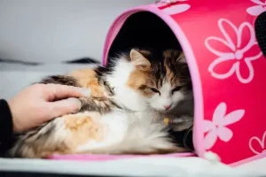 How Long Can A Cat Live On Subcutaneous Fluids