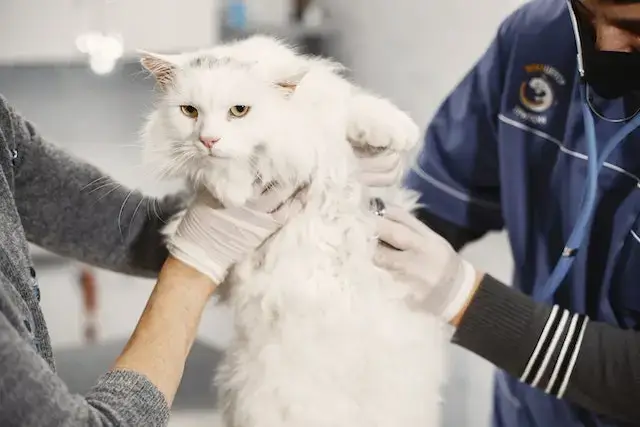 Why Do Cats Lick Their Nose? (10 Surprising Reasons!) 3 pexels gustavo fring 6816859 1 1