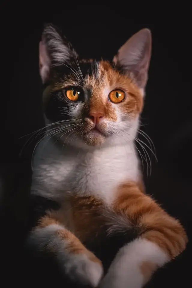 Orange and White Tabby Cat.