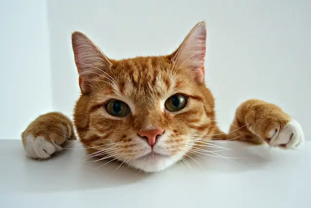 Are orange female cats worth money? Orange Tabby Cat on White Table
