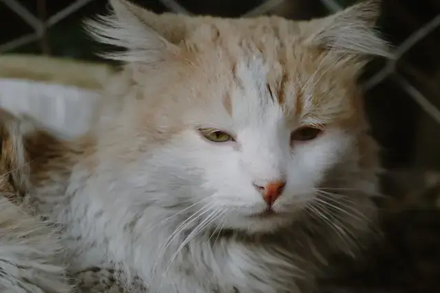 How Long Can A Cat Live On Subcutaneous Fluids? 4 Fluffy Furry Cat
