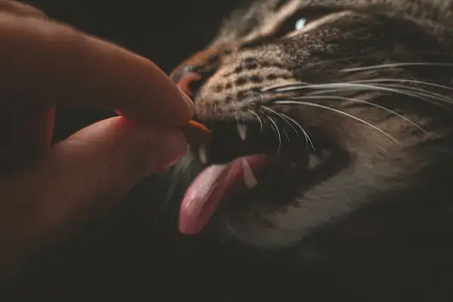 How Long Can A Cat Live On Subcutaneous Fluids? 7 Person Feeding Gray Animal