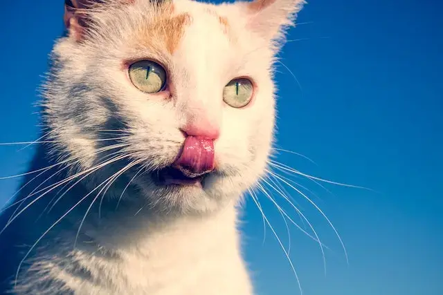 Why Do Cats Lick Their Nose? (10 Surprising Reasons!) 1 Why do cats lick their nose? Short-fur White Cat licking its nose.