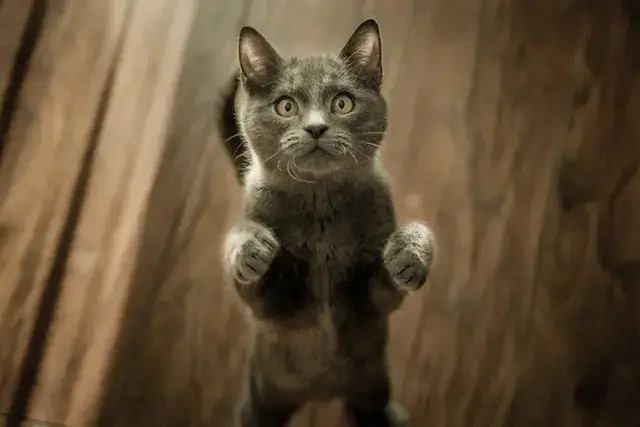 Do Lost Cats Come Back? When to Stop Looking for a Lost Cat? 3 Cute Gray Kitten standing on a Wooden Flooring